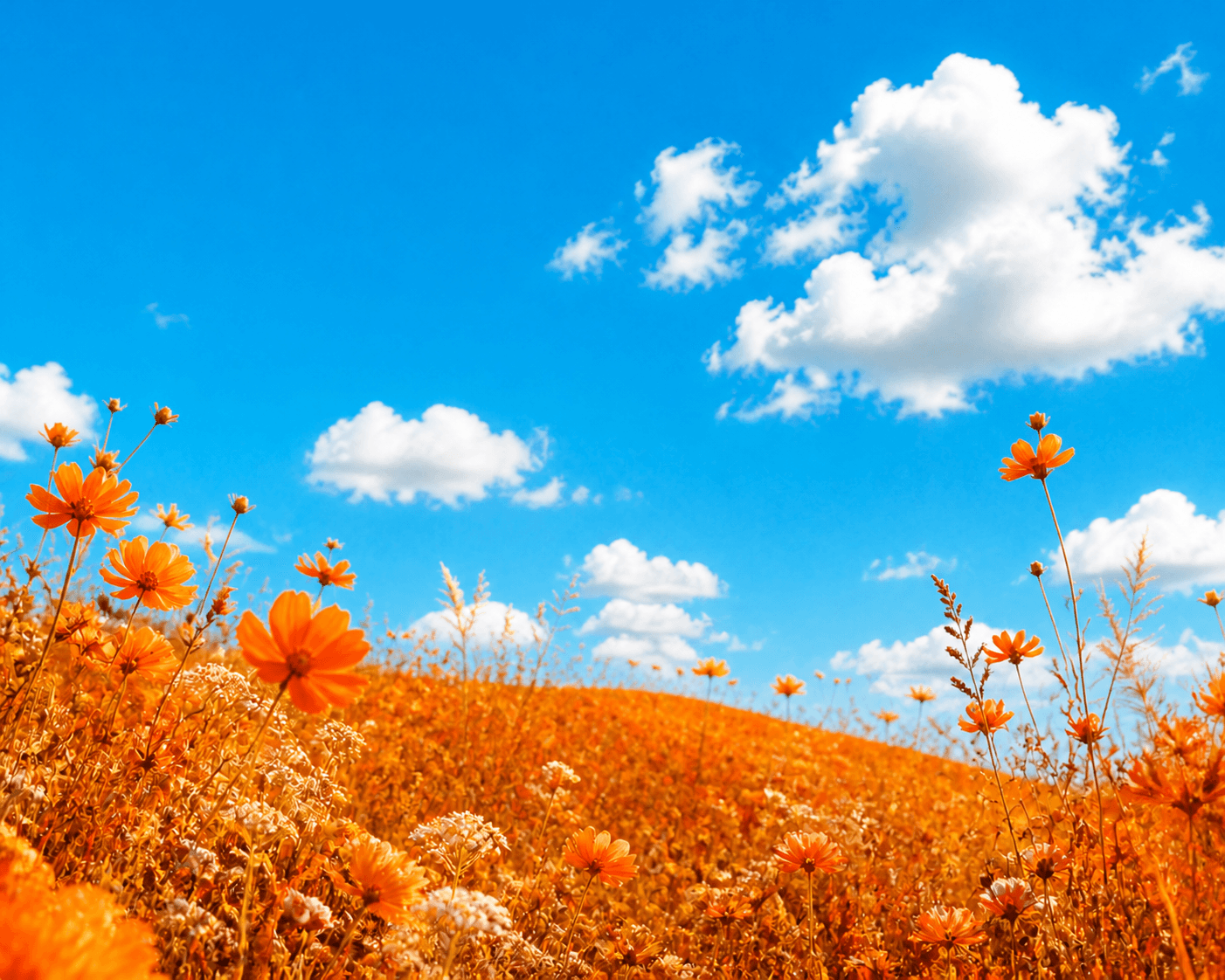 Vivid orange wildflowers beneath a brilliant blue sky